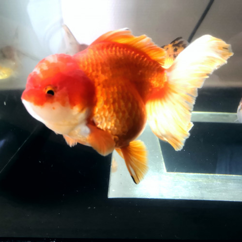 Poisson japonais oranda tête de lion xxl