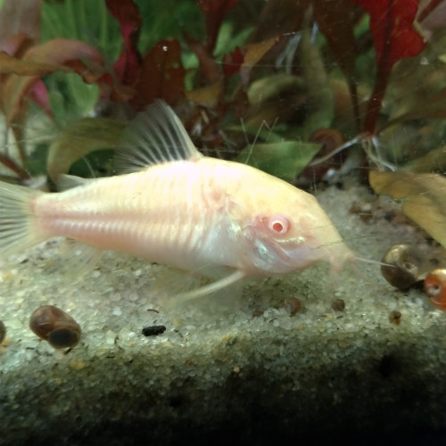 Corydoras albinos