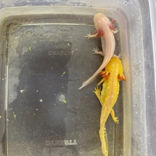 Axolotls albinos  et gold