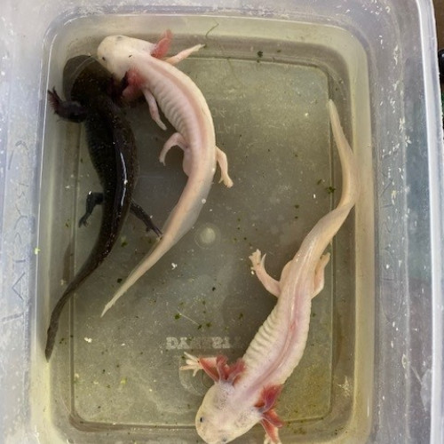 Axolotls leucistique et sauvage