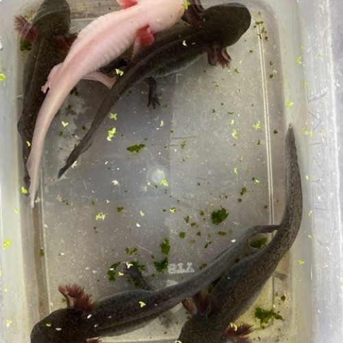 Axolotls albinos et sauvages