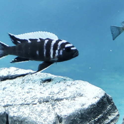 Cynotilapia zebroides 'Ndonga deep