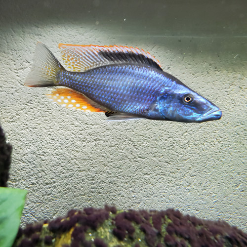 Cichlide Dimidiochromis compressiceps