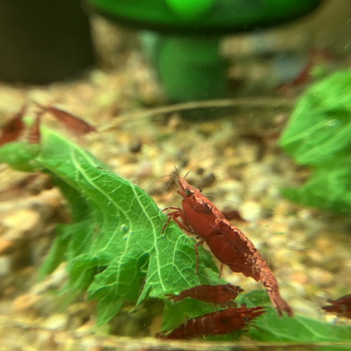 Néocaridina Sakura Red