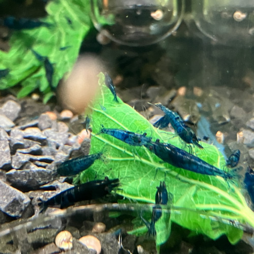 Néocaridina Blue Dream