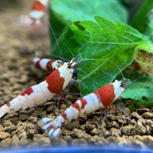 CARIDINA CANTONENSIS PRL