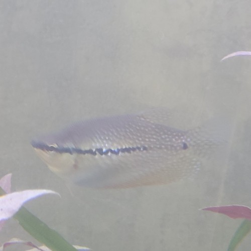 A vendre couple Gouramis