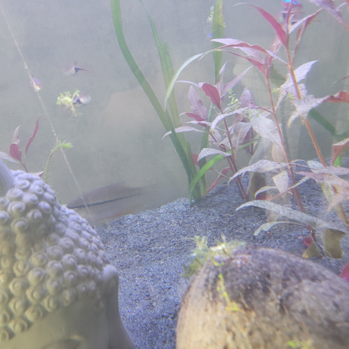 A vendre couple Gouramis