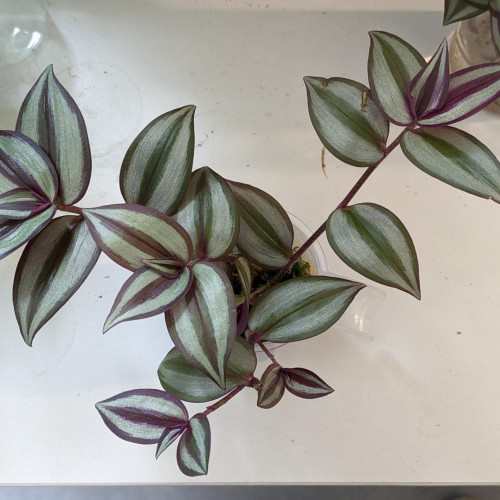 MAJ 27/07/24 : Phyllanthus fluitans, tradescantia