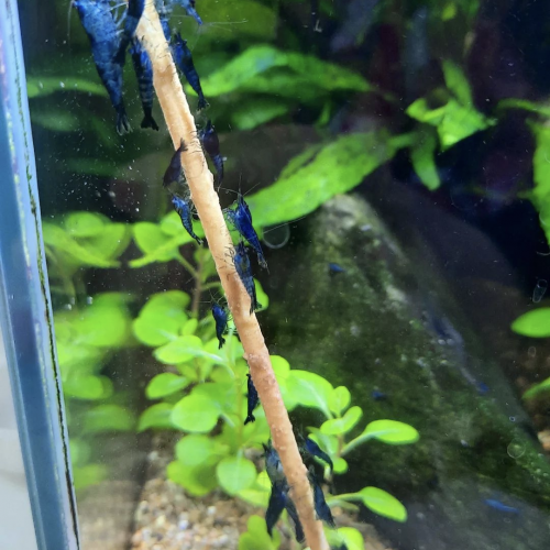 Neocaridina Blue Velvet