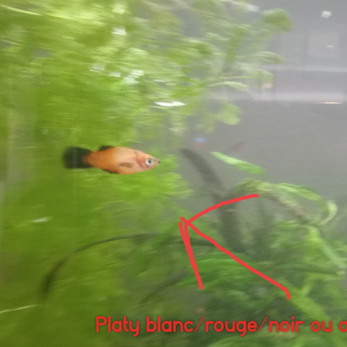 bébés platy