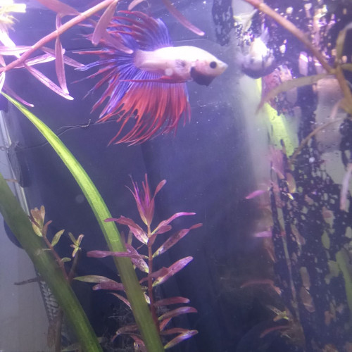 Betta splendens crowntail