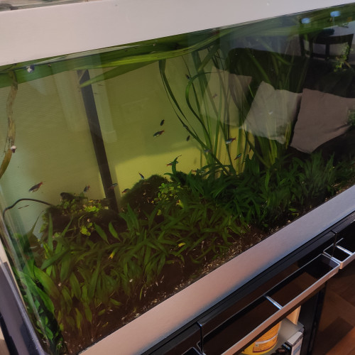 Aquarium 300L végétal avec poisson + meuble + accessoires