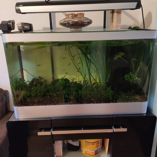 Aquarium 300L végétal avec poisson + meuble + accessoires
