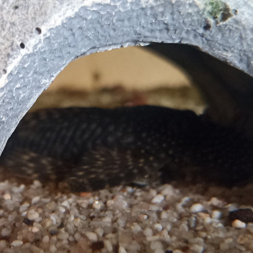 3 poissons pleco