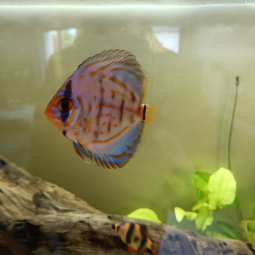 Poissons eau douce discus