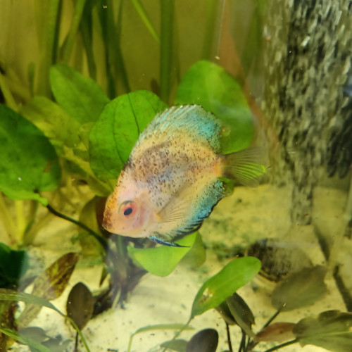 Poissons eau douce discus