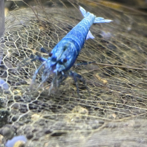 Taiwan bee - blue bolt / shadow morsura