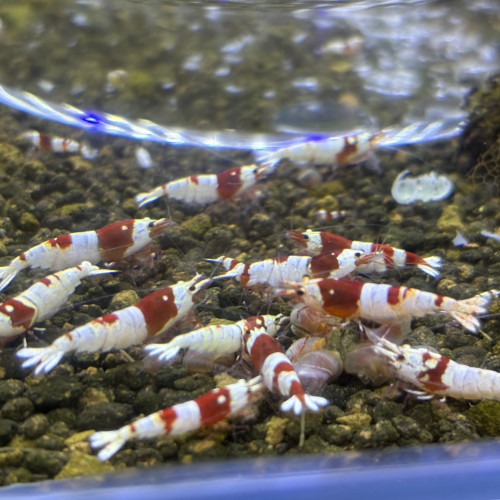 Caridina - PRL