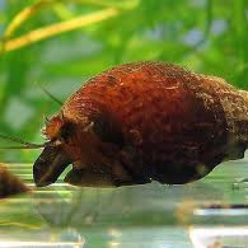 Escargots Granifera Tarebia blacks