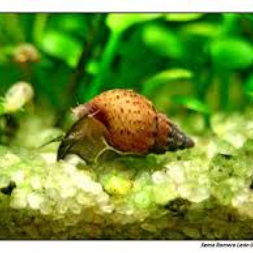 Escargots Granifera Tarebia blacks