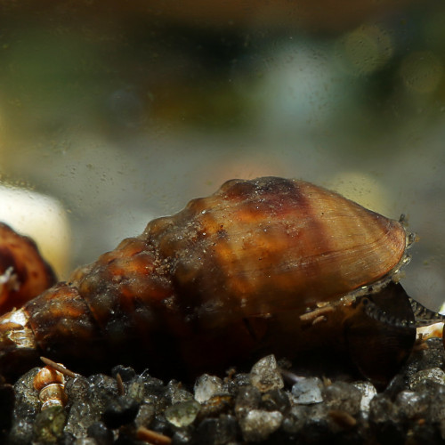 Escargots Granifera Tarebia blacks