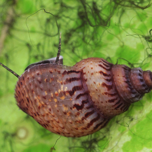 Escargots Granifera Tarebia blacks