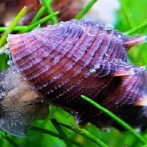 Escargots Granifera Tarebia blacks