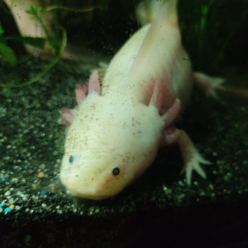 Axolotl adulte a placer différentes couleurs