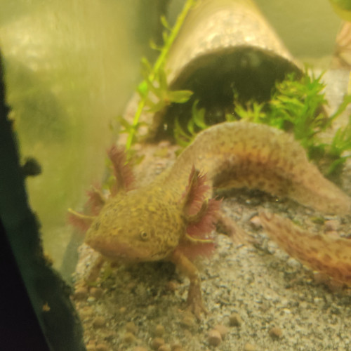 Axolotl adulte a placer différentes couleurs