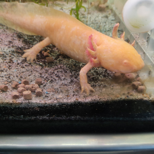 Axolotl adulte a placer différentes couleurs