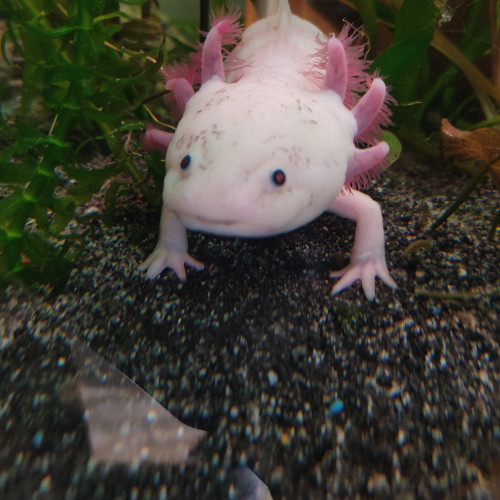 Axolotl adulte a placer différentes couleurs