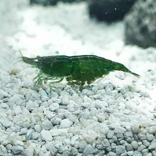 Crevettes Neocaridina Davidi Super Green Jade