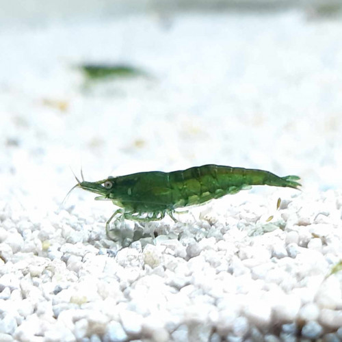 Crevettes Neocaridina Davidi Super Green Jade