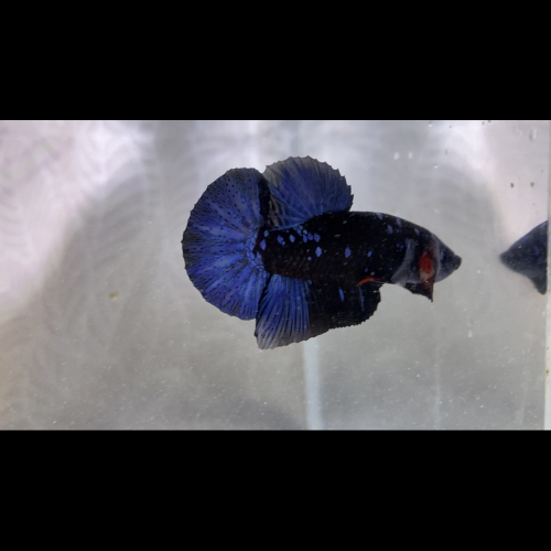 Betta spendens et sauvage