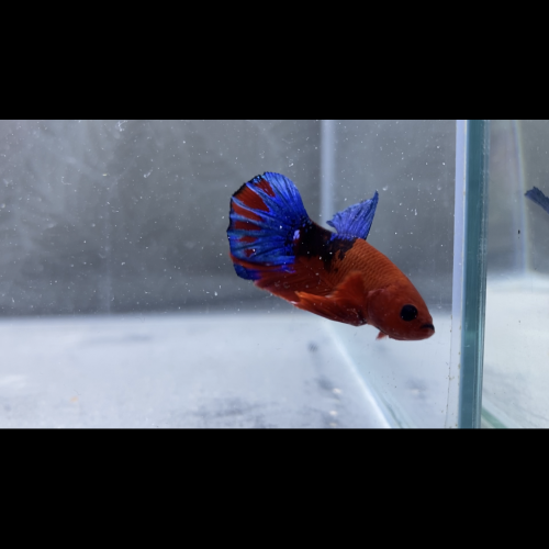 Betta spendens et sauvage