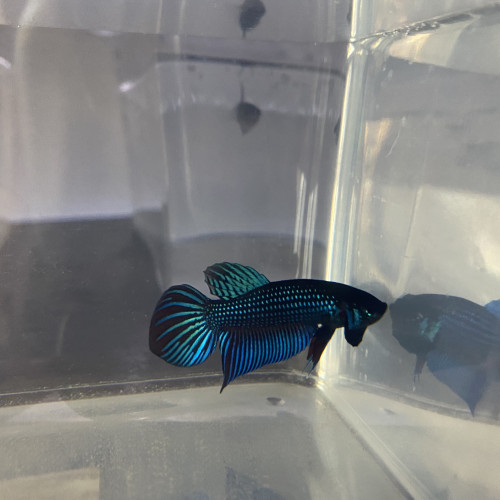 Betta spendens et sauvage