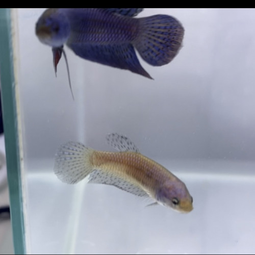 Betta spendens et sauvage