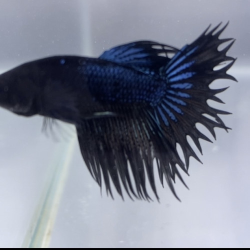 Betta spendens et sauvage