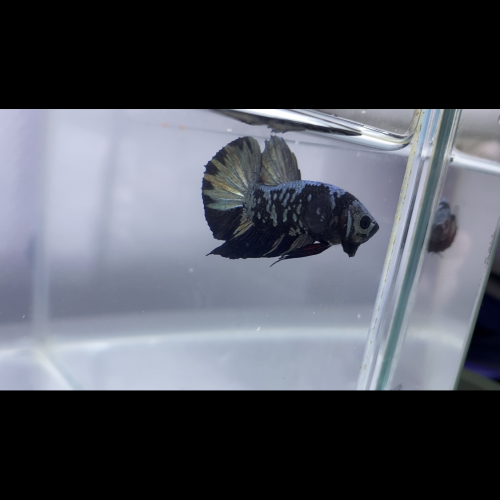 Betta spendens et sauvage