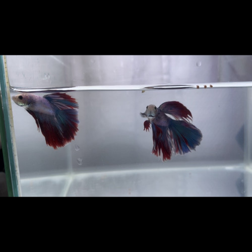 Betta spendens et sauvage