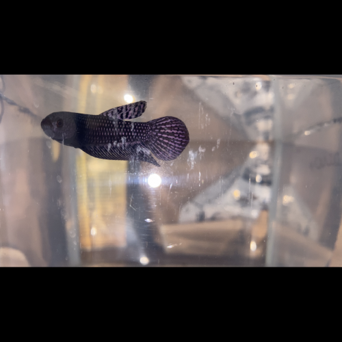 Betta spendens et sauvage