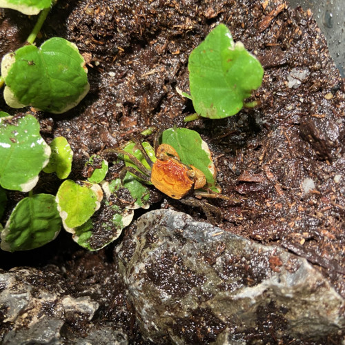 Géosesarma sp, femelle