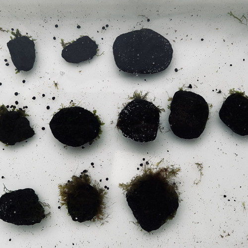 Mousse Fissidens Moss sur black lava plante aquarium crevettes poissons à partir de 2 euros
