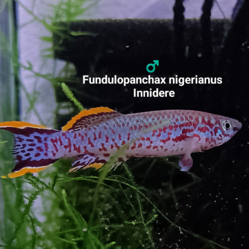 magnifique Mâle (s) ♂️ Fundulopanchax nigerianus innidere