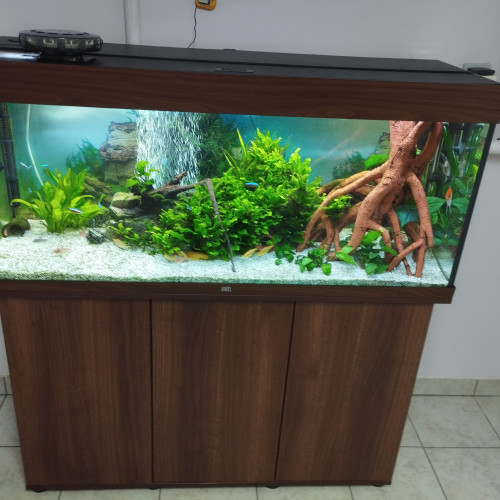 Aquarium complet avec sa population