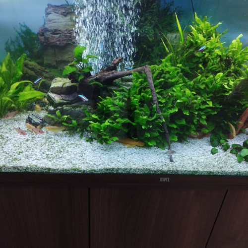 Aquarium complet avec sa population