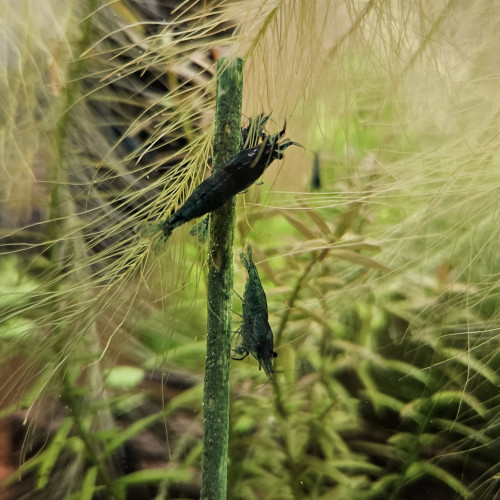 Néocaridina bleue