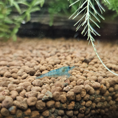 Néocaridina bleue