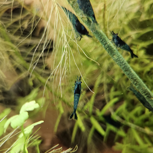 Néocaridina bleue